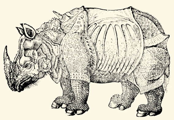 Rhinoceros woodcut