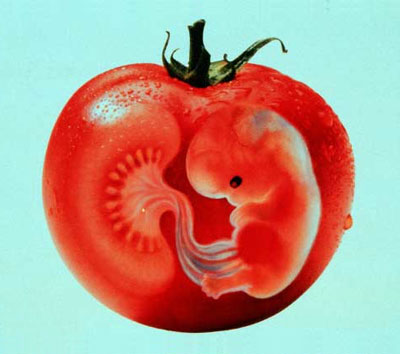 tomato fetus image by greenpeace