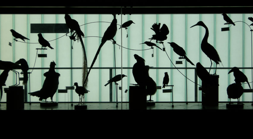 Silhouette of taxidermied birds at the Cranbrook Institute of Science