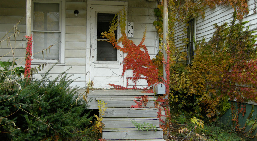 Red vine growth on abandoned house door