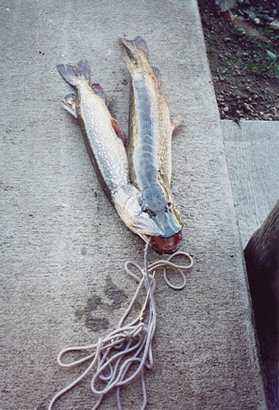 Siamese pike caught in North Bay?