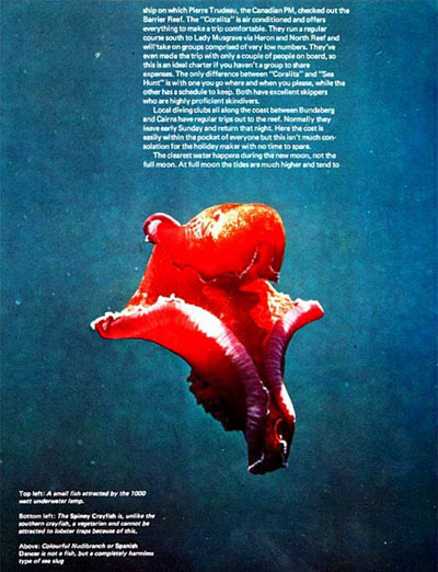 Fathom magazine page featuring red jellyfish