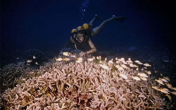Jacques Cousteau diving above coral reef. Photo by Luis Marden