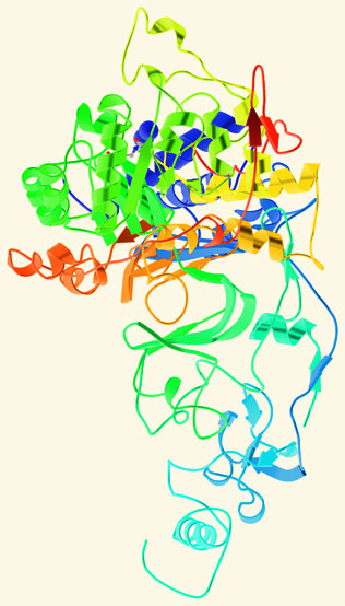 Molecular model of H. pylori urease enzyme