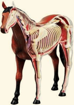 Visible anatomical horse